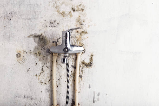 Best Professional Mold Removal  in Cottage City, MD