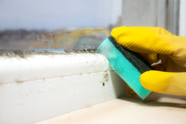 Professional Mold Removal in Cottage City, MD